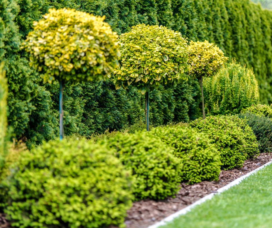 Professional Tree and Shrub Installation for a Lush Landscape