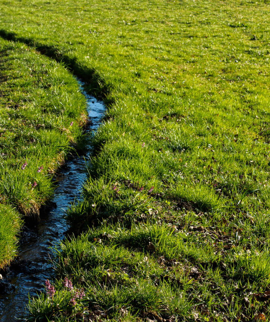 Small Stream Winding Through a Lush Green Lawn: Effective Drainage Solution