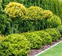 Professional Tree and Shrub Installation for a Lush Landscape